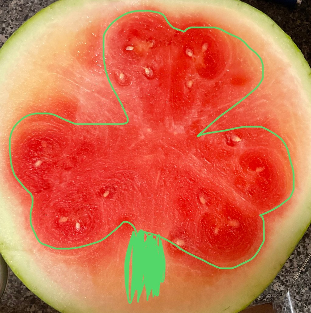 When a watermelon surprises&nbsp;us!