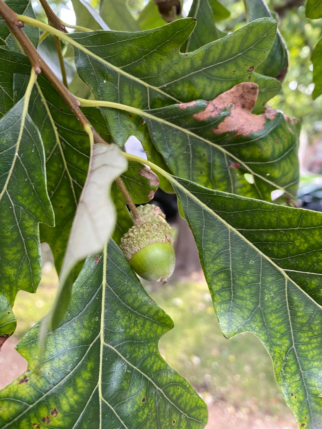Acorns and the evil squirrel?