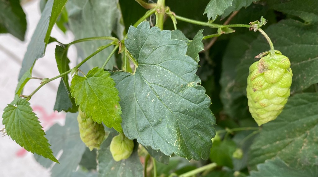 Walking – A new discovery!