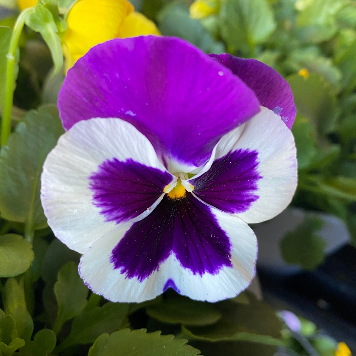 Spring – Pansies, a flower with a face!