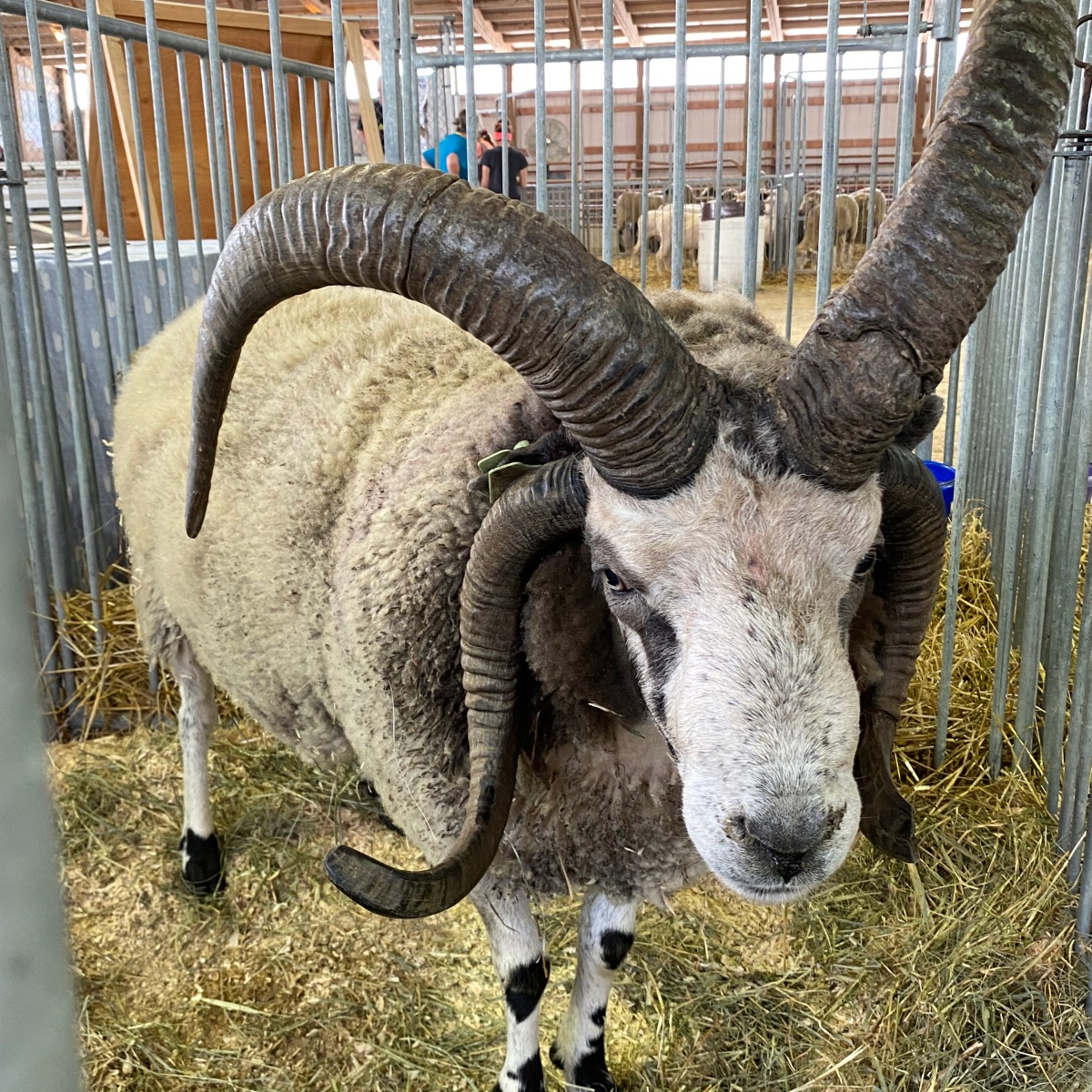 Have you heard of Jacob sheep?