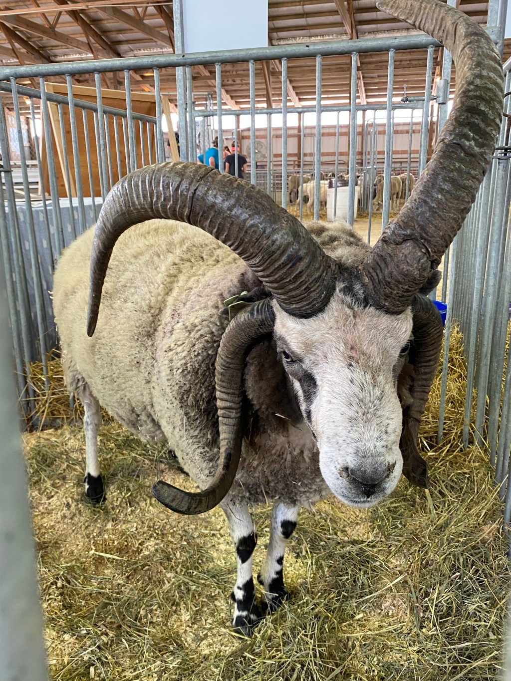 Have you heard of Jacob sheep?