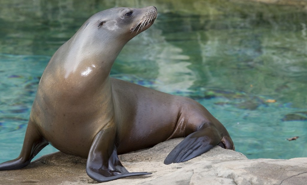 California – More and more sea&nbsp;lions!