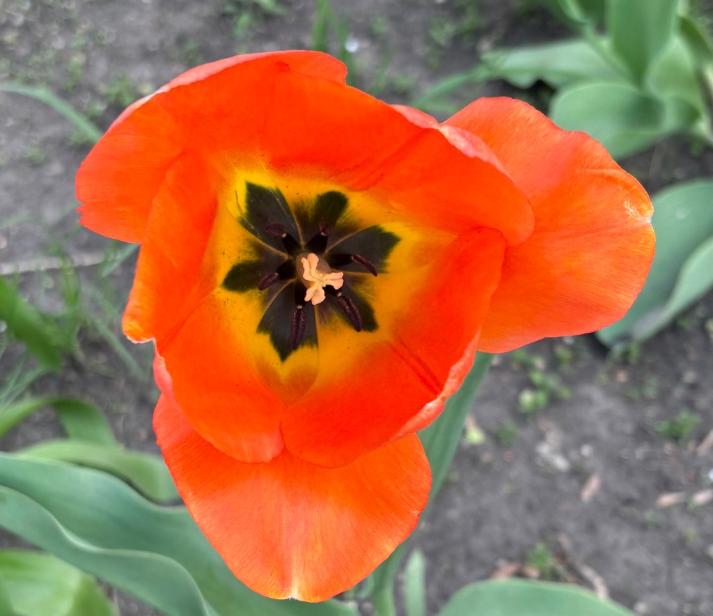 Flowers – The beauty within.