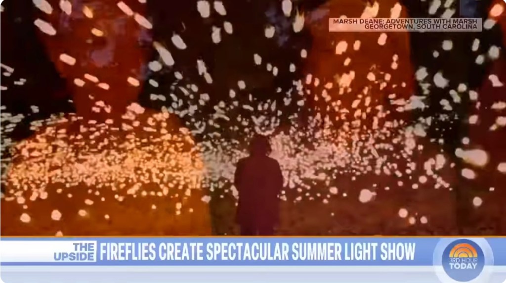 The magic of&nbsp;Fireflies!