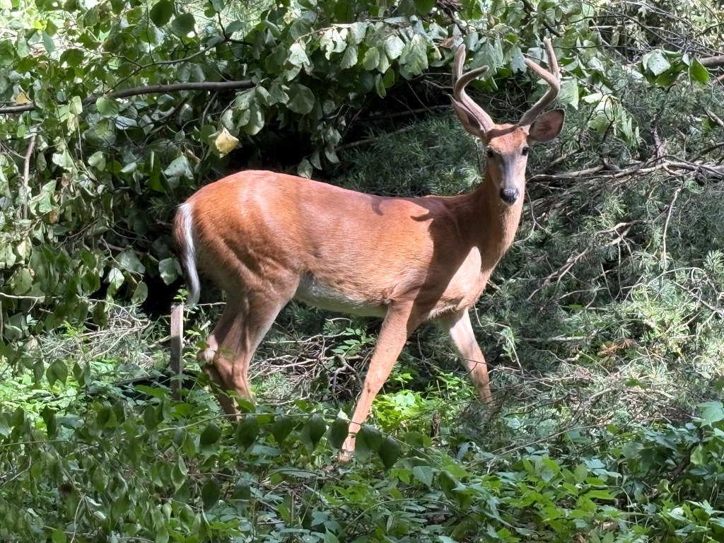 Walking – Look what I saw!